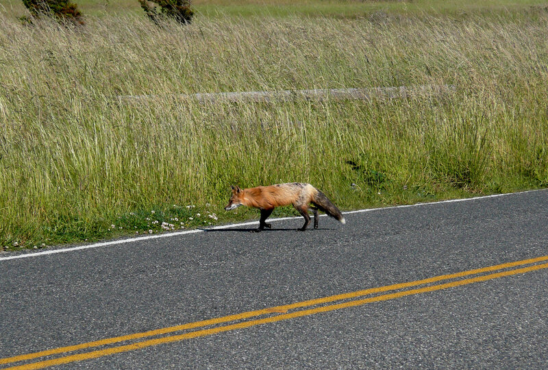 Red Fox Crossing Road