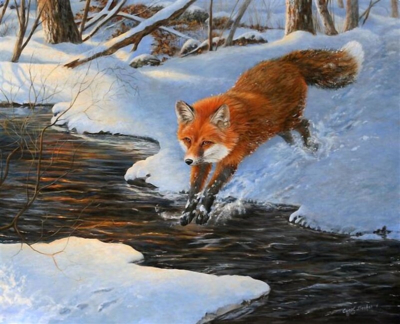 Red Fox Crossing Stream