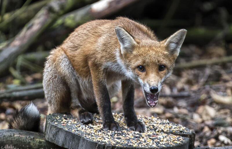 Red Fox Cub — Brown, Alert