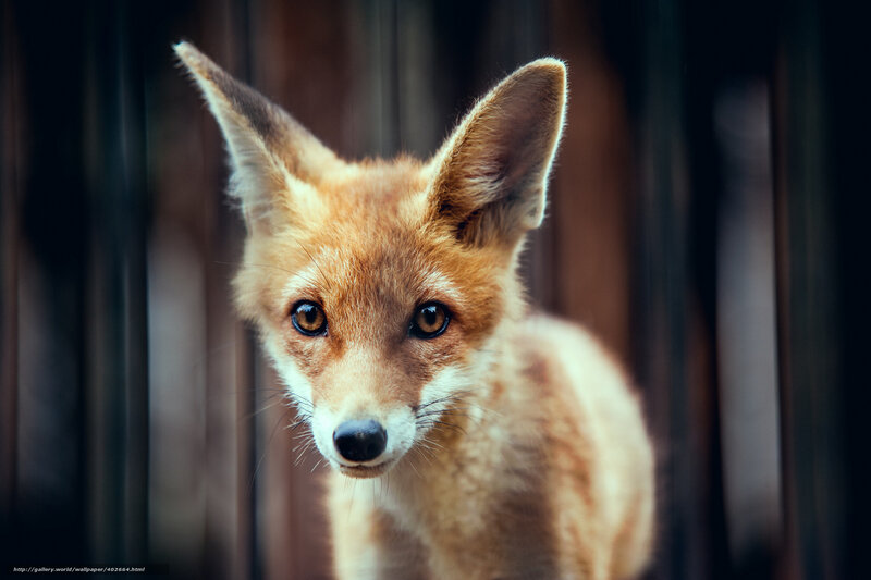 Red Fox Cub — Brown