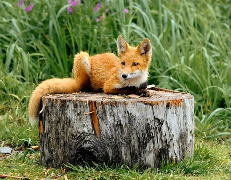 Red Fox Cub