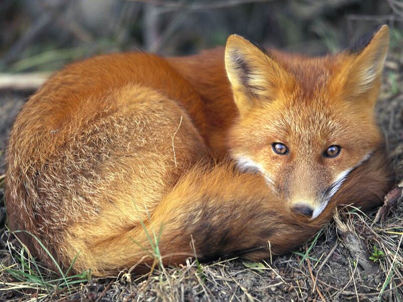 Red Fox Curled Up