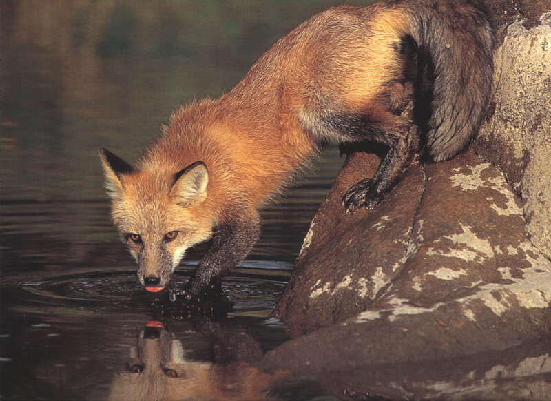 Red Fox Drinking Water — Brown, Calm