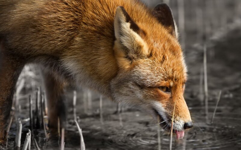 Red Fox Drinking Water — Brown, Natural