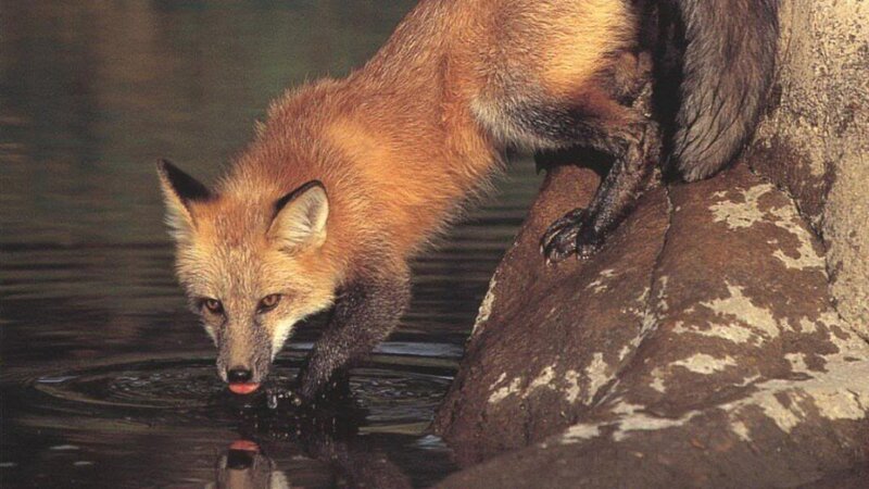 Red Fox Drinking Water — Brown