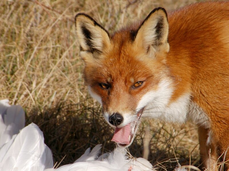 Red Fox Eating Bird