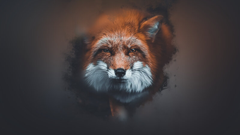 Red Fox Face — Brown, Dramatic