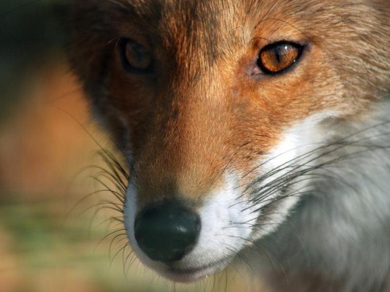 Red Fox Face — Brown