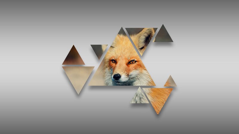 Red Fox Face — Gray