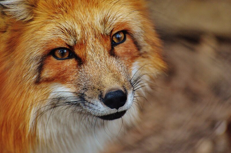 Red Fox Face — Orange, Alert