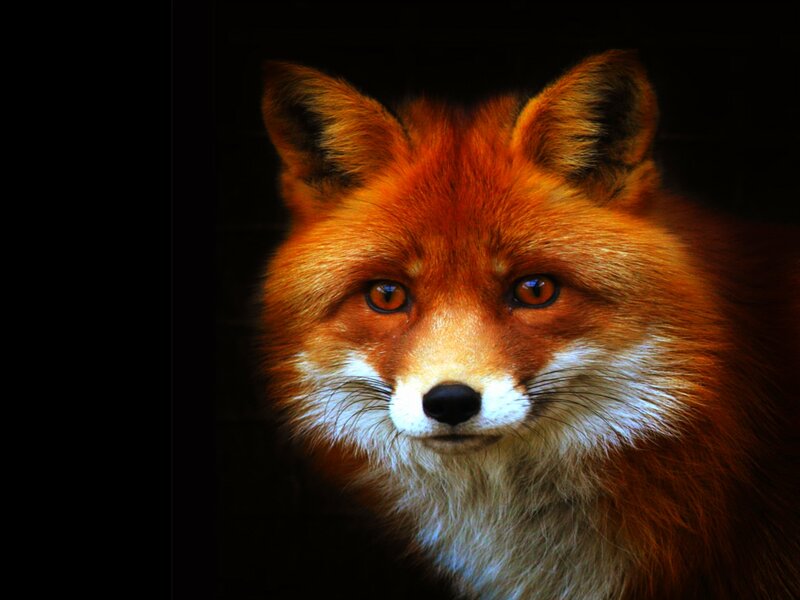 Red Fox Face — Orange, Dramatic