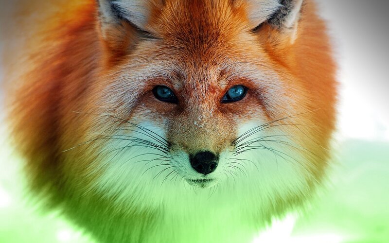 Red Fox Face — Orange, Intense, Photograph, Eyes, Whiskers