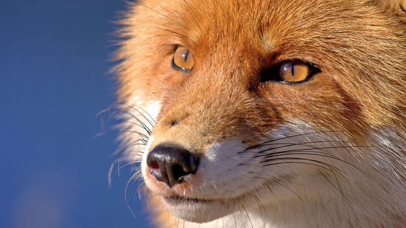Red Fox Face — Orange, Intense, Photograph