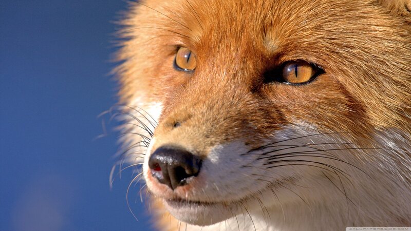 Red Fox Face — Orange, Intense