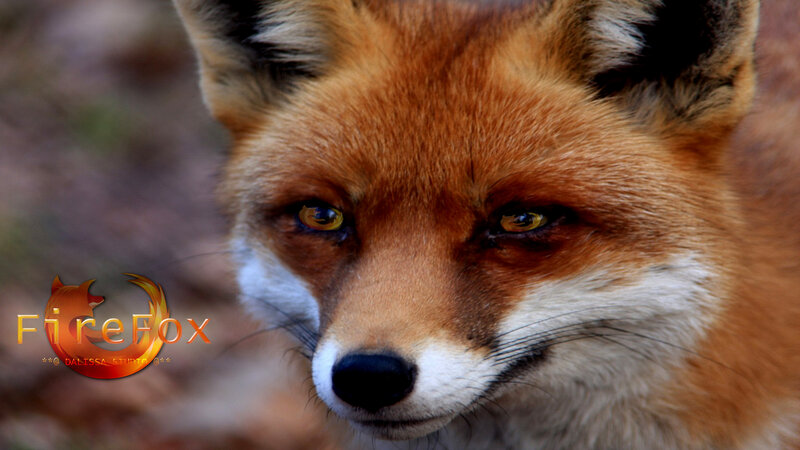 Red Fox Face — Orange