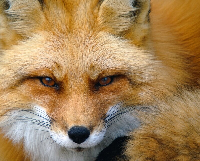 Red Fox Face