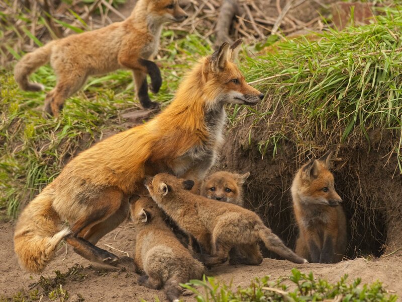 Red Fox Family — Orange