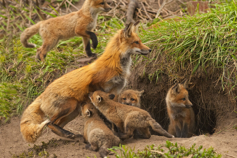 Red Fox Family