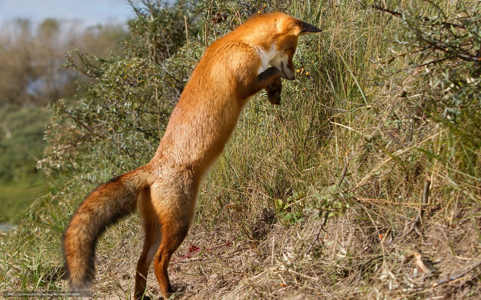 Red fox foraging in grass