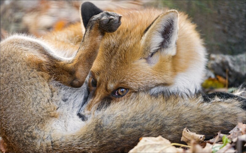 Red Fox Grooming
