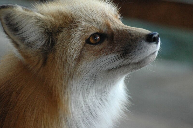 Red Fox Head — Brown, Calm