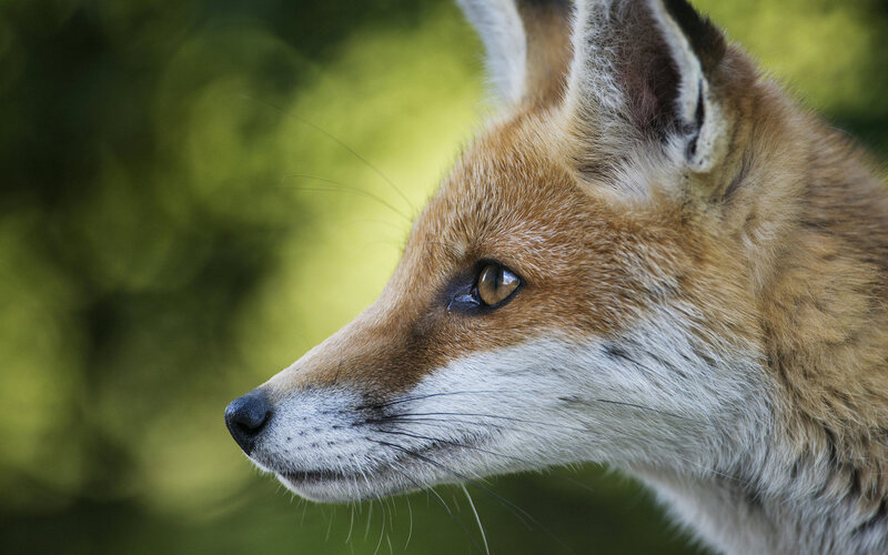 Red Fox Head — Brown
