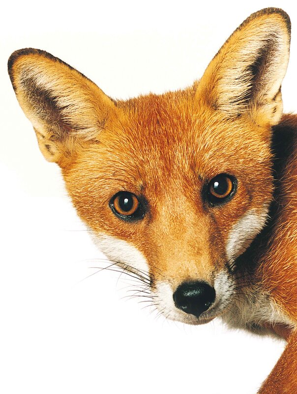 Red Fox Head — Orange