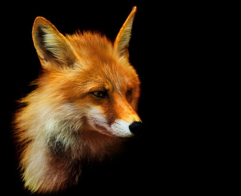 Red Fox Head