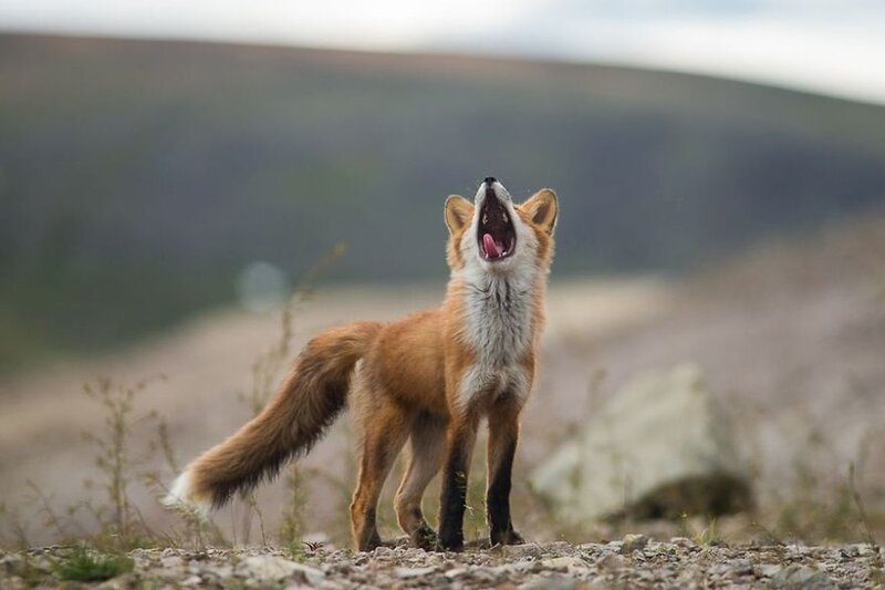 Red Fox Howling
