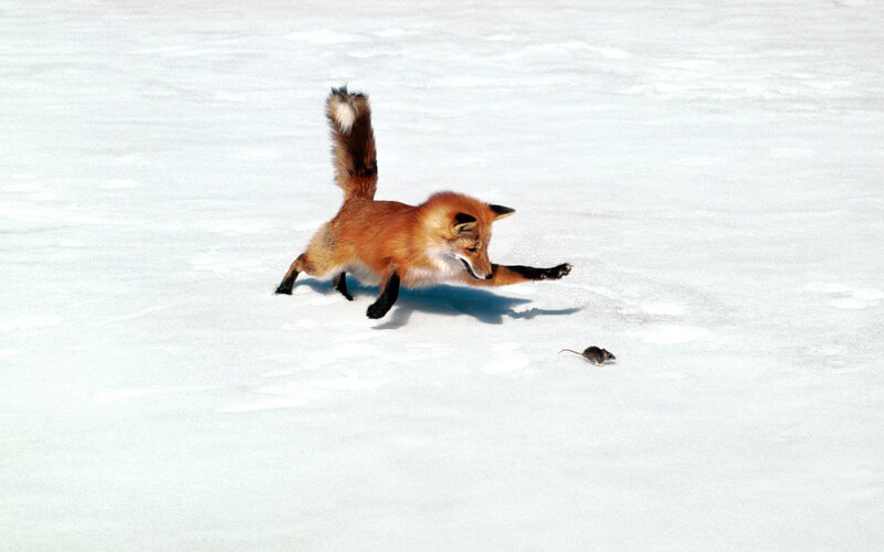 Red Fox Hunting Mouse