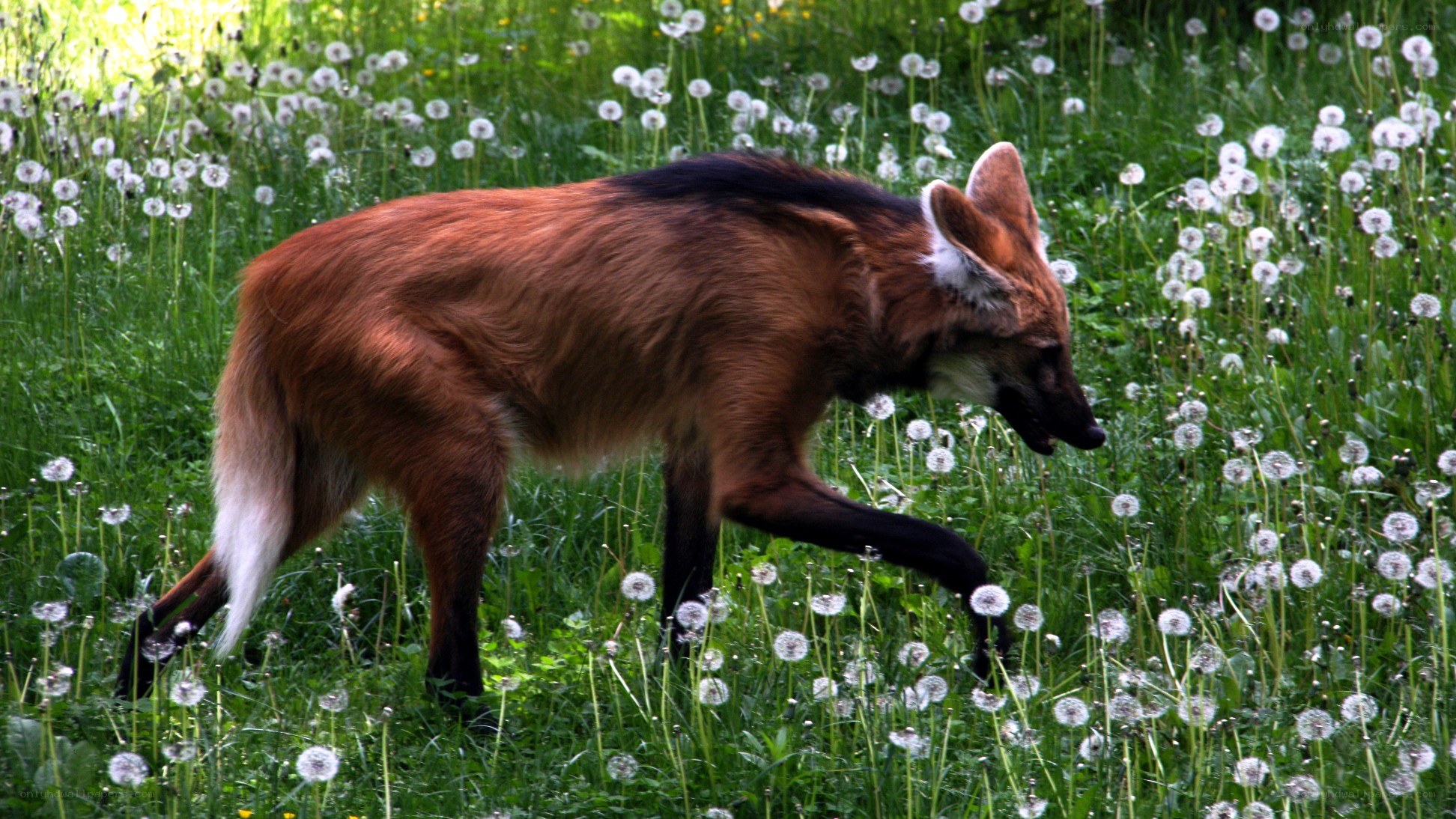 Red fox in a dandelion field