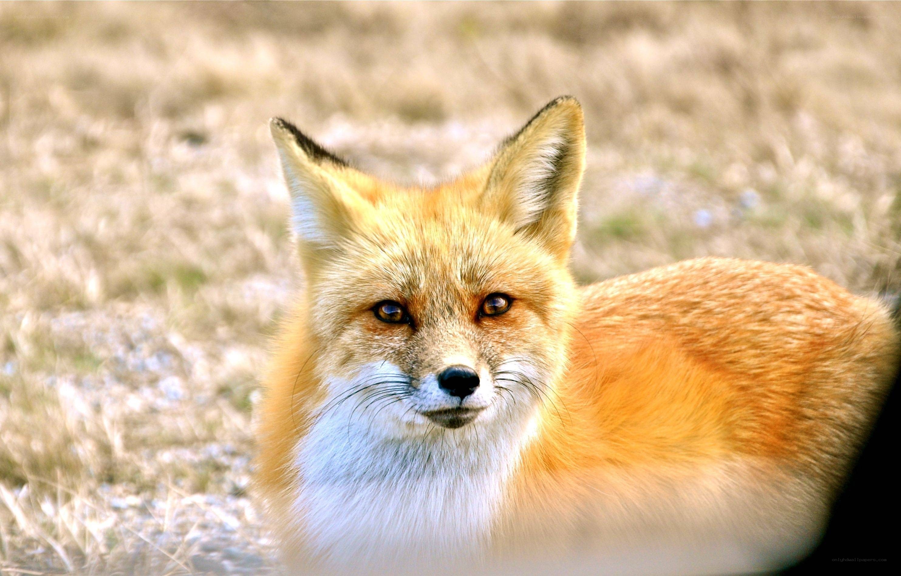 Red fox in a field