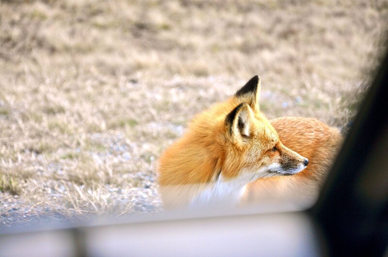Red fox in a field