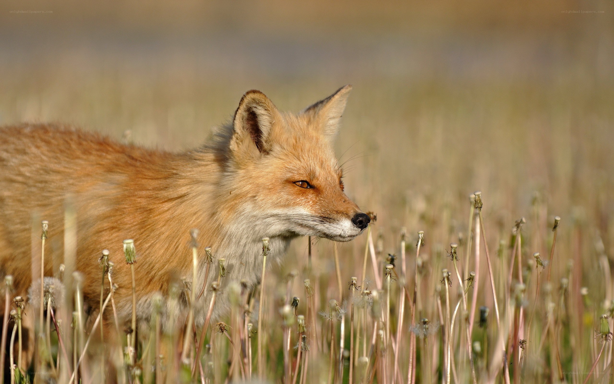 Red fox in a field