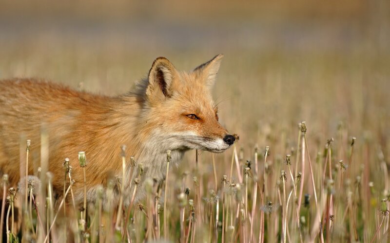 Red fox in a field