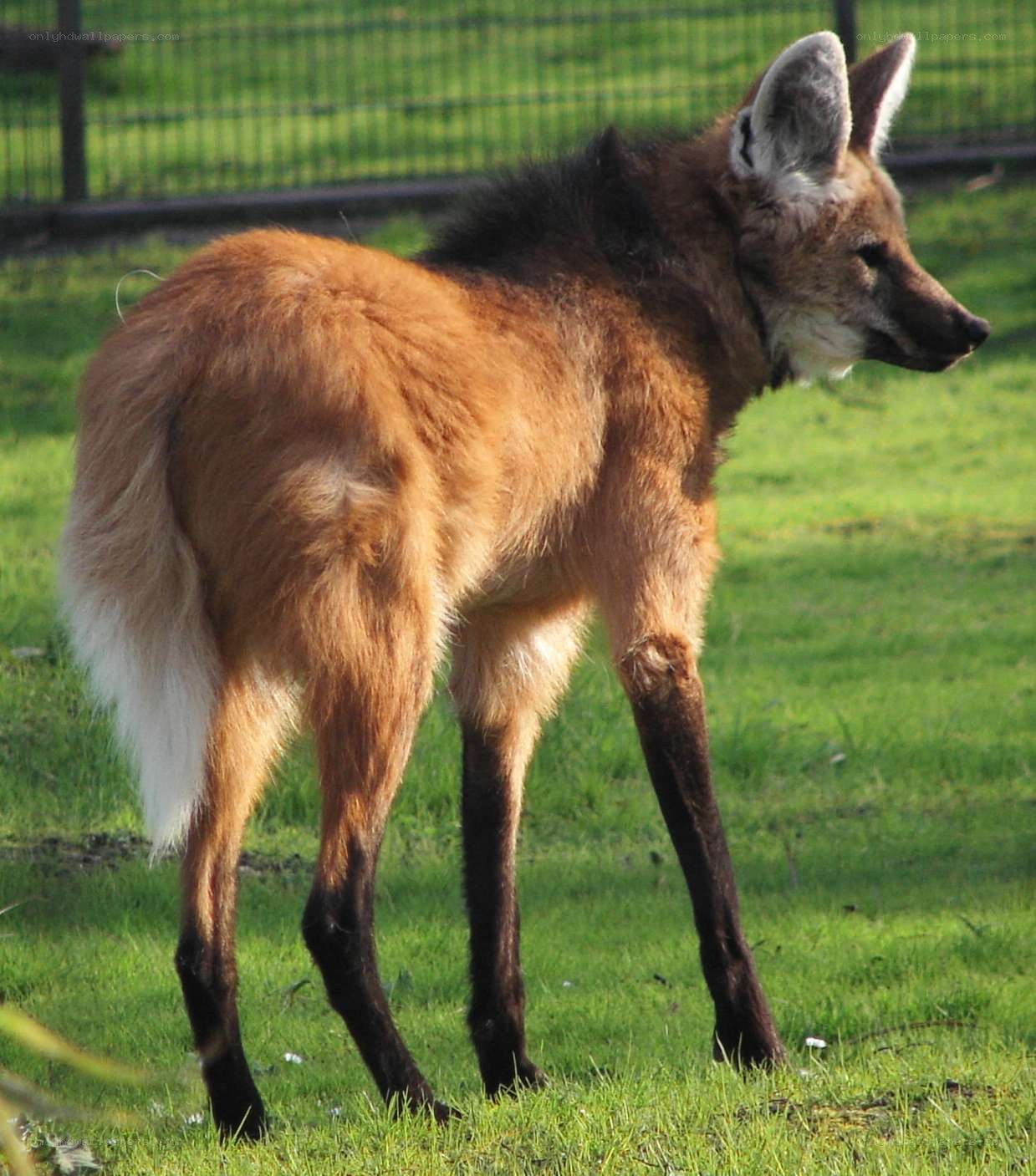 Red fox in a grassy enclosure