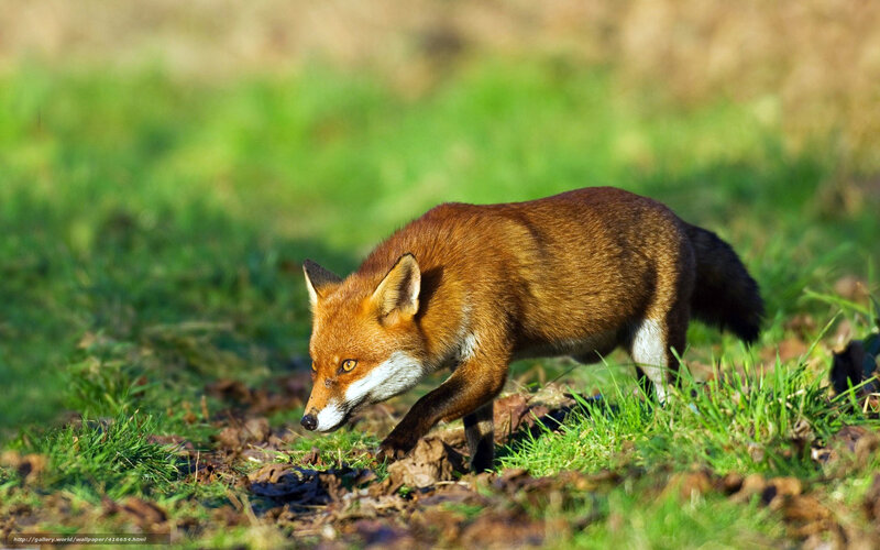 Red fox in a grassy field
