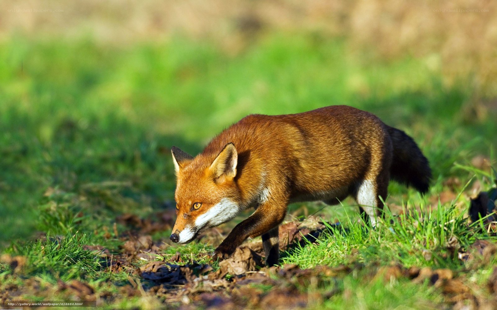 Red fox in a grassy field