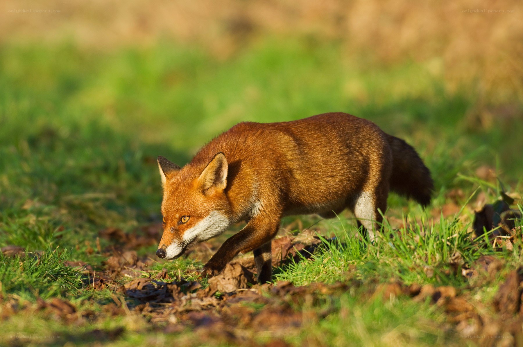 Red fox in a grassy field