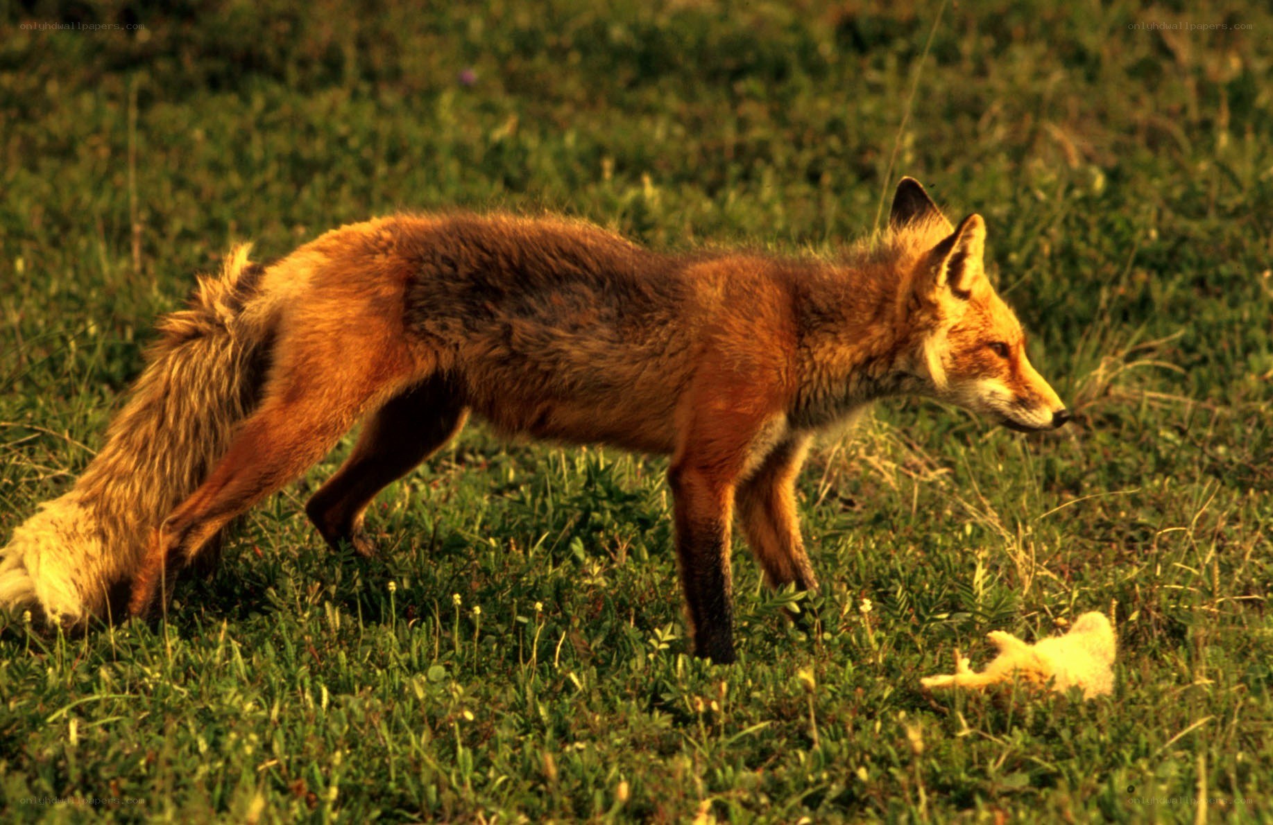 Red fox in a grassy field