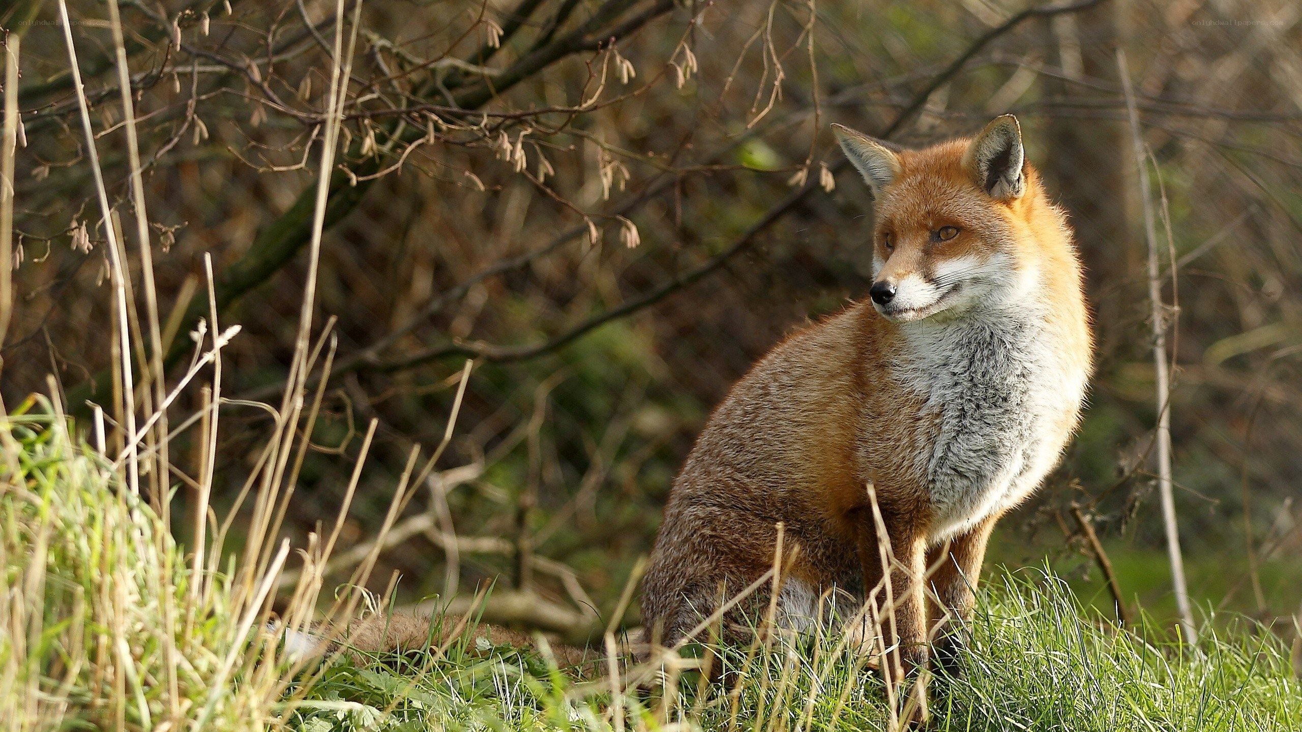 Red fox in a grassy field