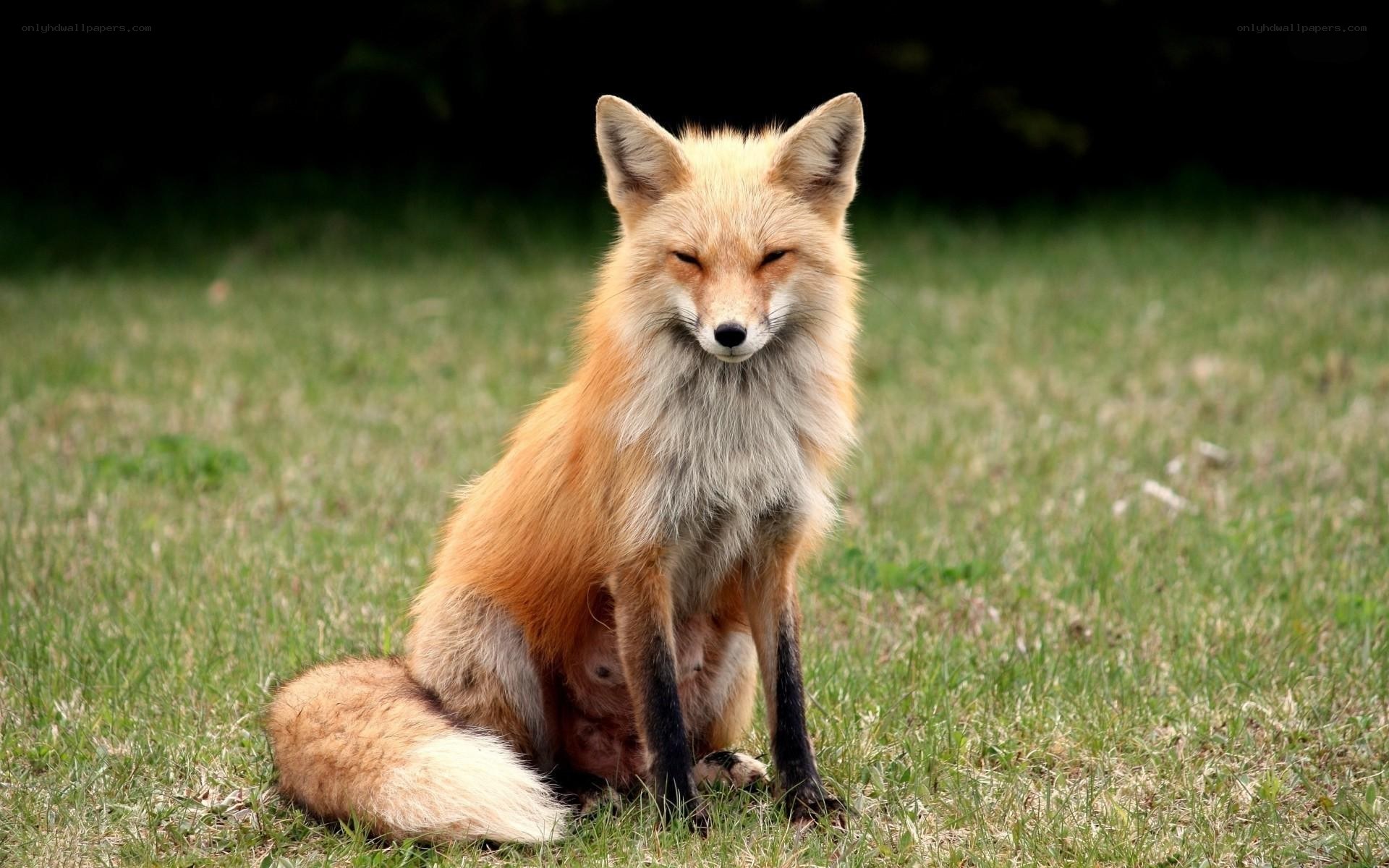 Red fox in a grassy field