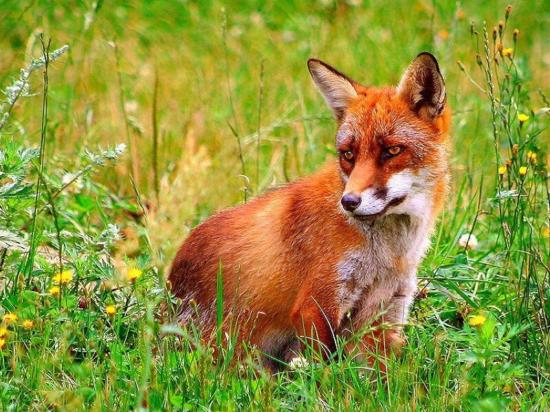 Red fox in a grassy field
