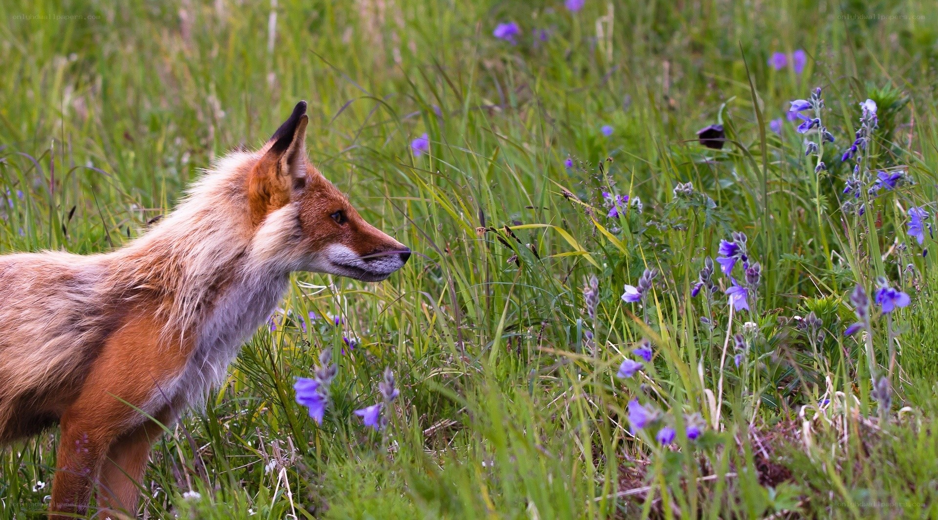 Red fox in a meadow