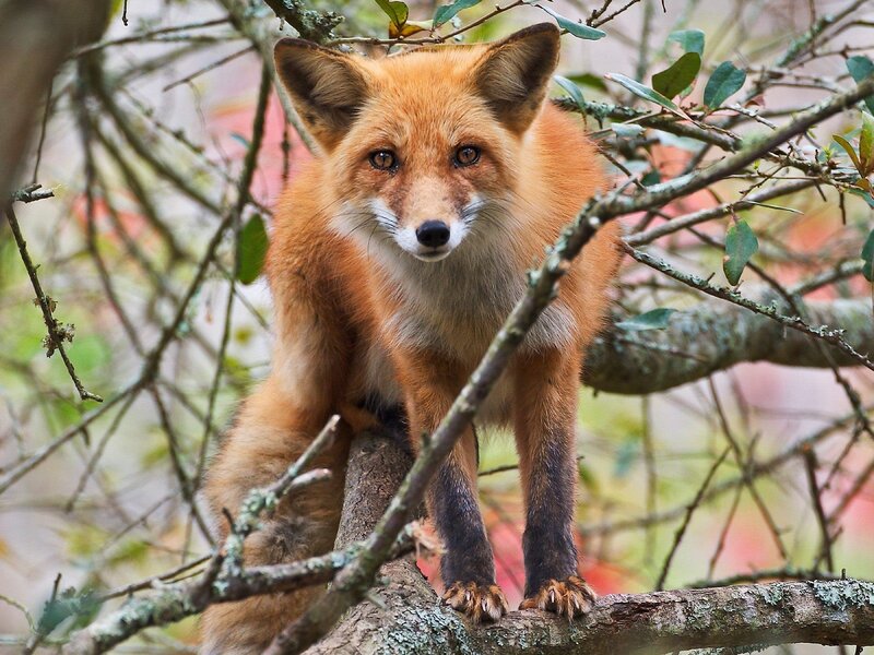 Red fox in a tree