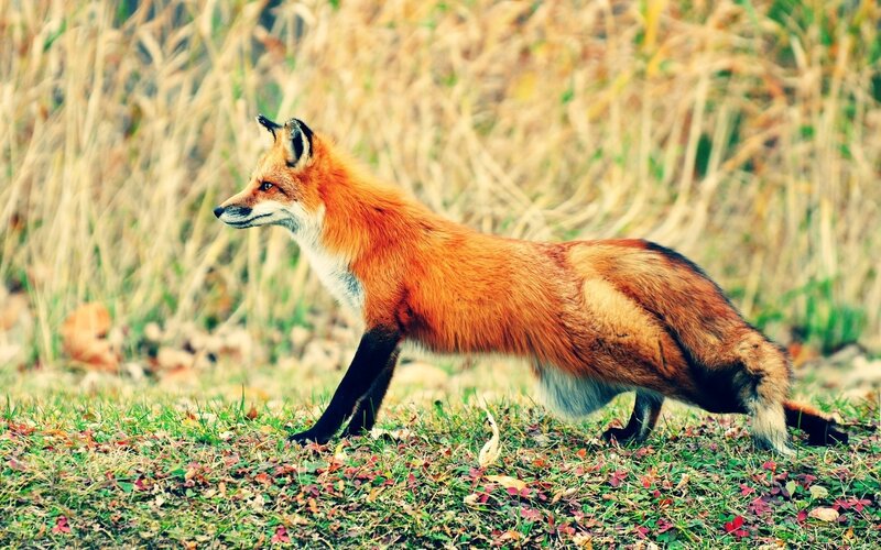 Red fox in autumn field