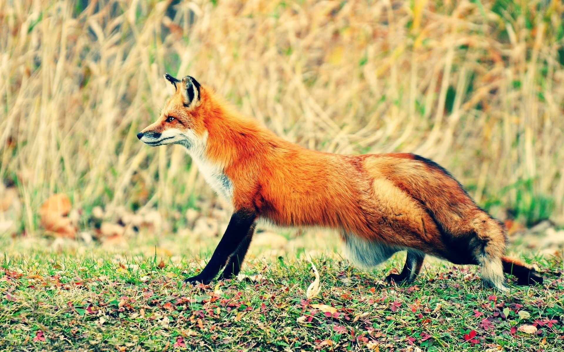 Red fox in autumn field