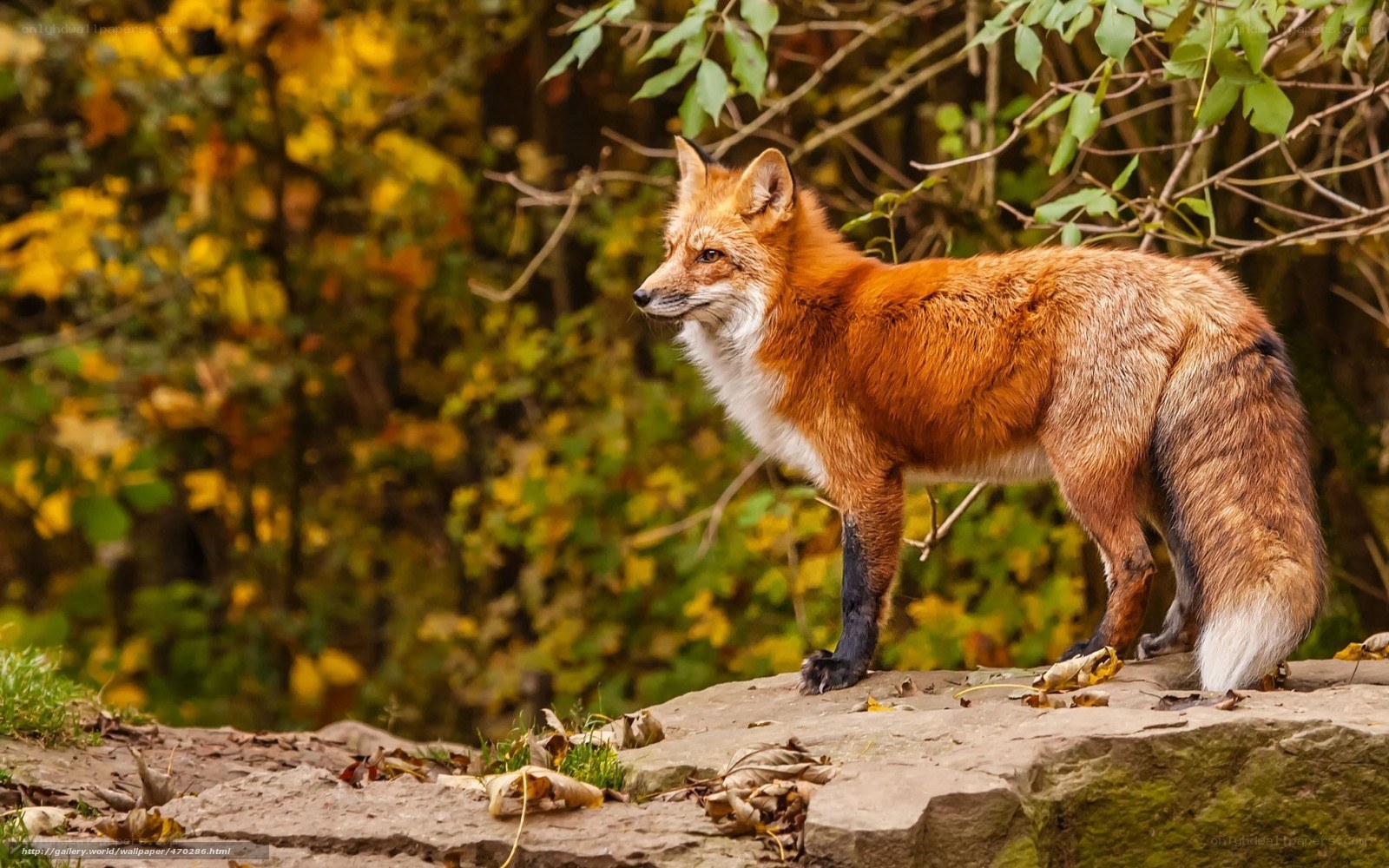 Red fox in autumn forest