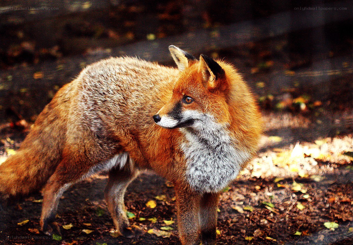 Red fox in autumn forest