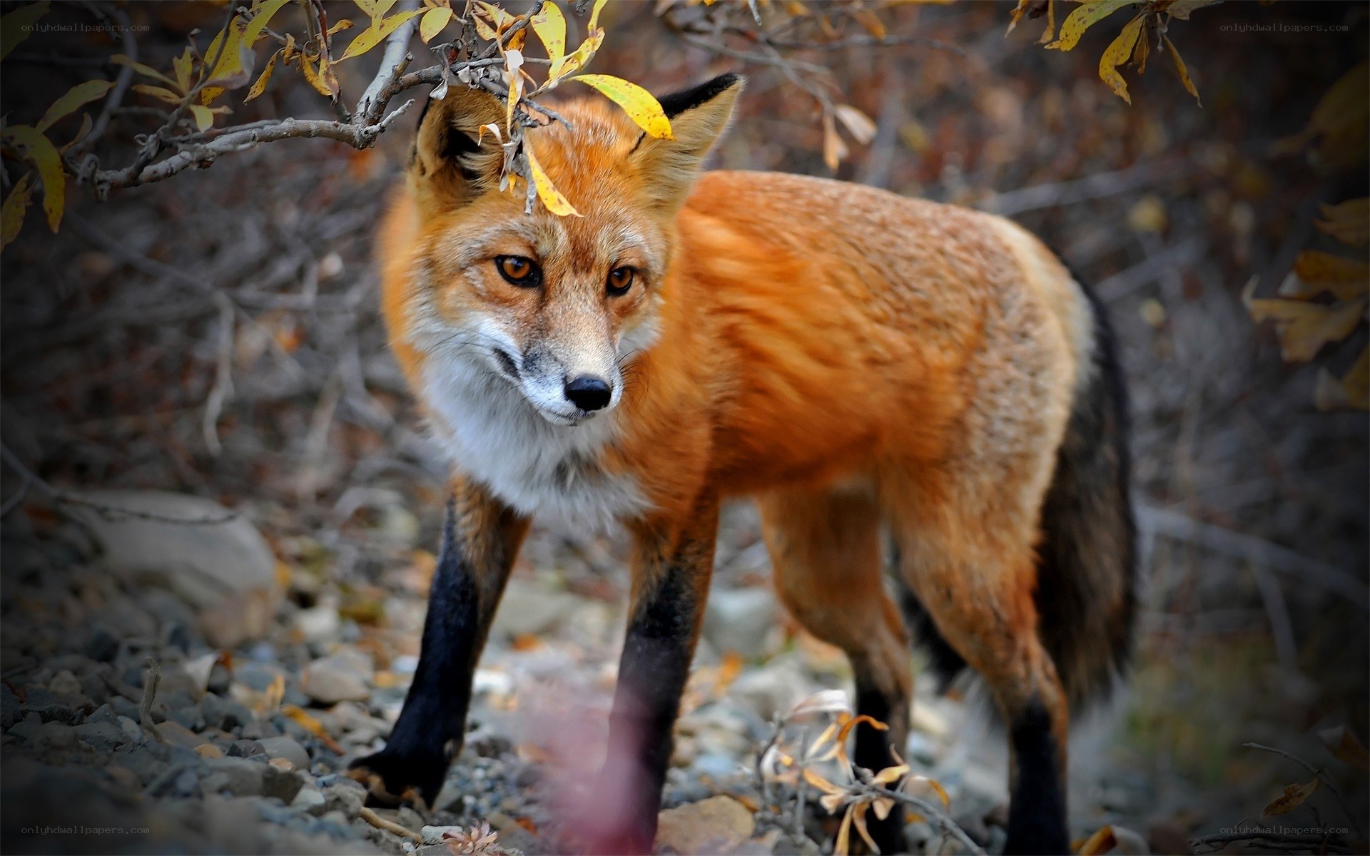 Red fox in autumn forest
